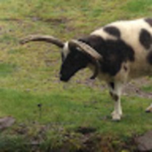 Meet your Posher, Mac